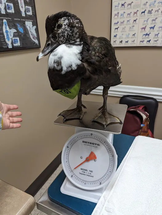 Bird Medicine & Surgery Picture 3