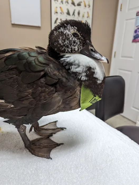 Bird Medicine & Surgery Picture 5