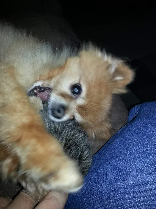 Hepler Animal Hospital Picture 1