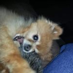 Hepler Animal Hospital