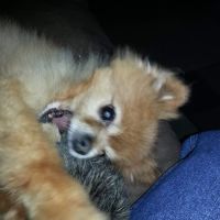 Hepler Animal Hospital ico