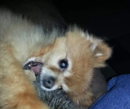 Hepler Animal Hospital