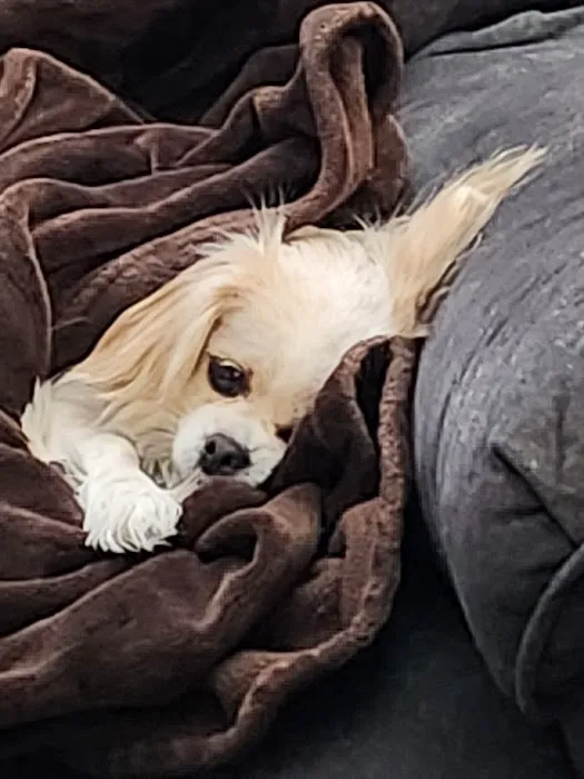 Hepler Animal Hospital Picture 4