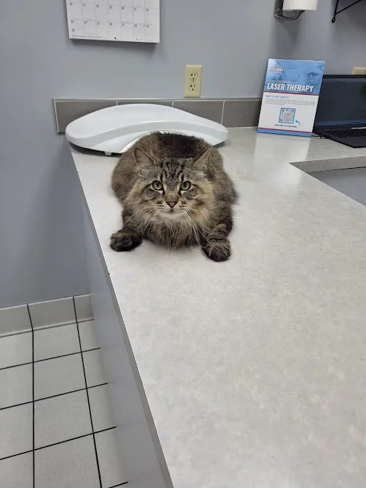 Cave Springs Pet Hospital Picture 3