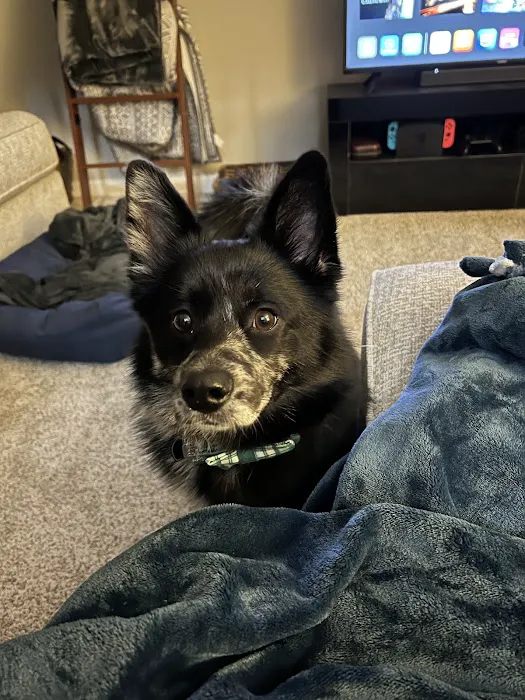 Cave Springs Pet Hospital Picture 8