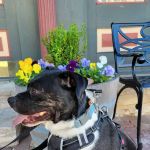 Spencer Creek Animal Hospital