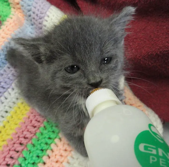 Spencer Creek Animal Hospital Picture 3