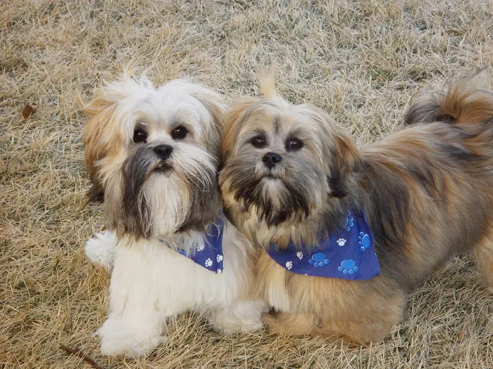 Spencer Creek Animal Hospital Picture 10