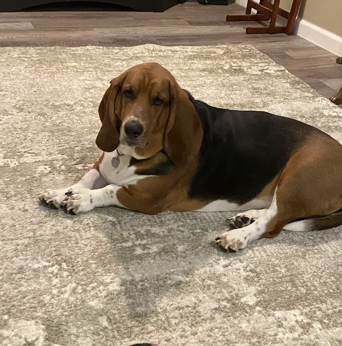 Harvester Animal Clinic Picture 6