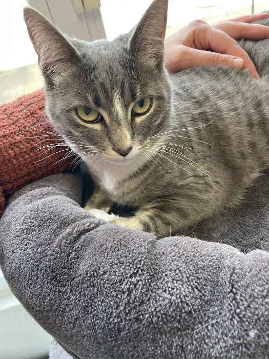 Harvester Animal Clinic Picture 4