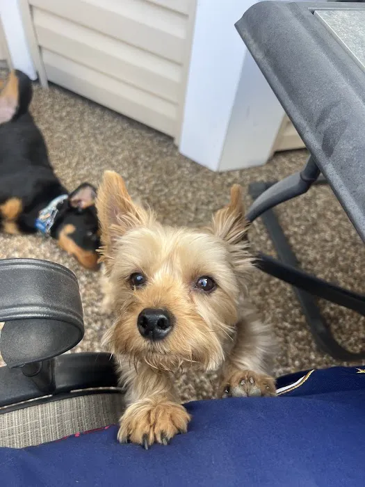 Harvester Animal Clinic Picture 5