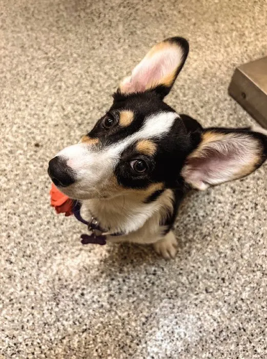 Harvester Animal Clinic Picture 10