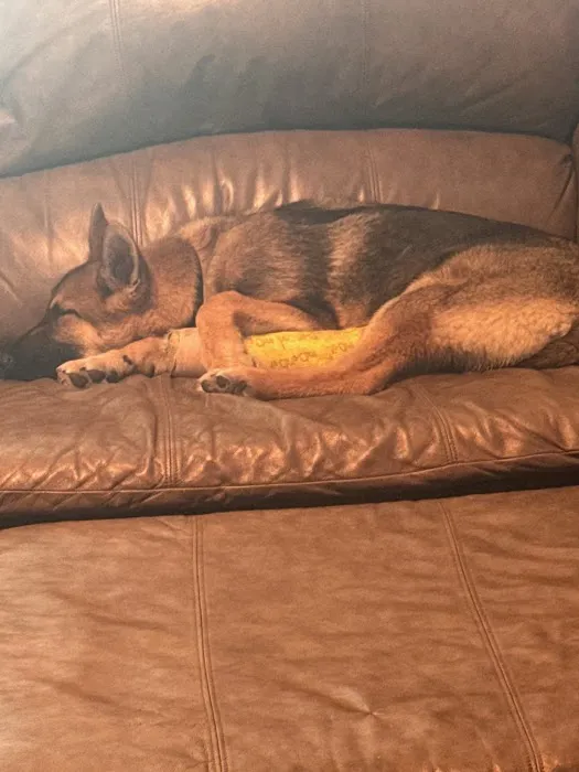 Pet Urgent Care of St Peters Picture 3