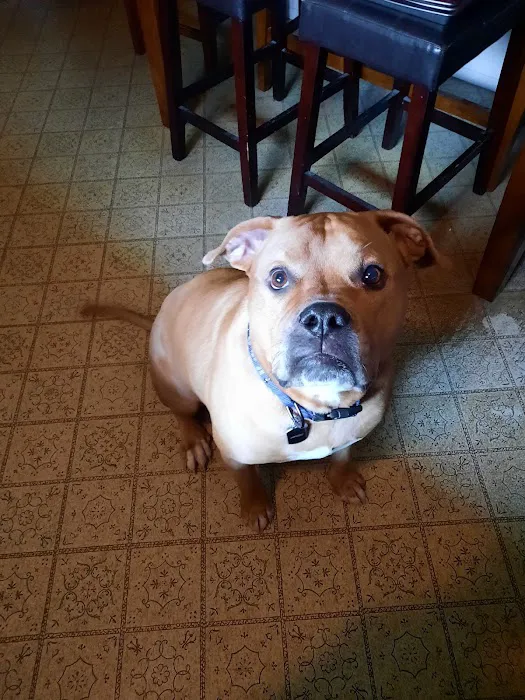 Pet Urgent Care of St Peters Picture 1