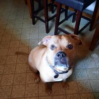 Pet Urgent Care of St Peters ico