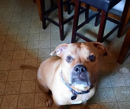 Pet Urgent Care of St Peters