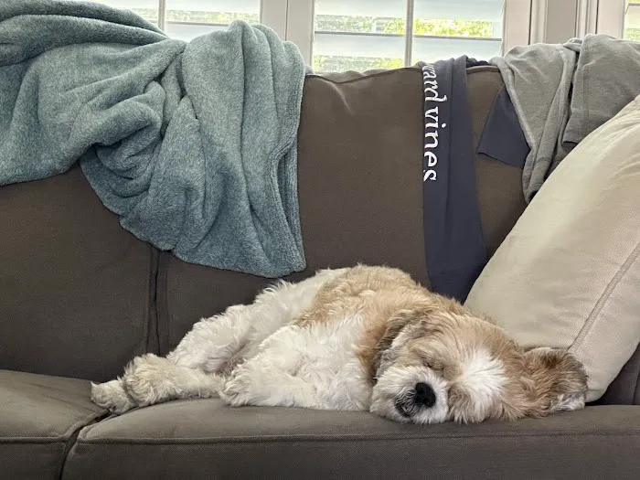 Pet Urgent Care of St Peters Picture 5