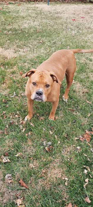 Pet Urgent Care of St Peters Picture 6