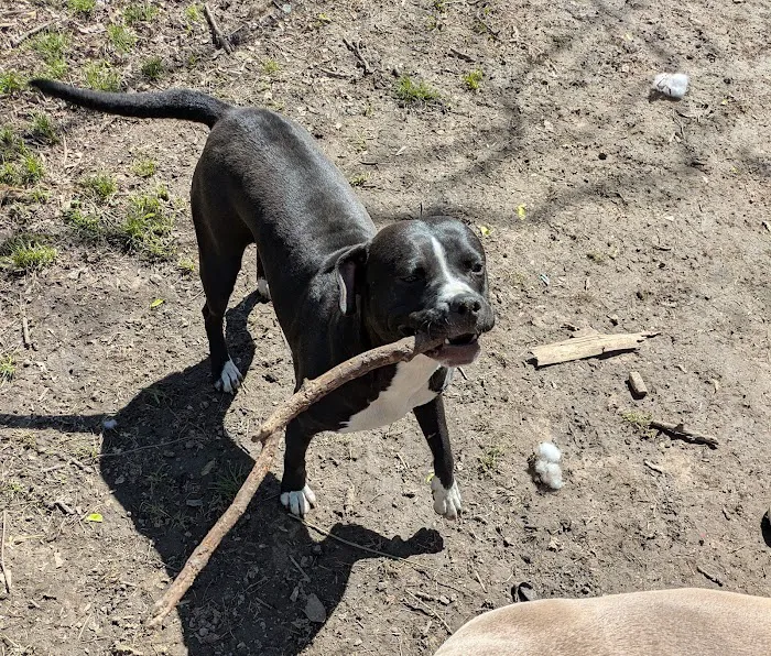 Pet Urgent Care of St Peters Picture 10