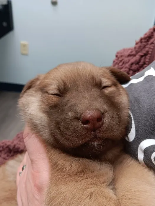 Pet Urgent Care of St Peters Picture 9