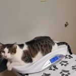 Webster Groves Animal Hospital: Kaufman Kathryn DVM