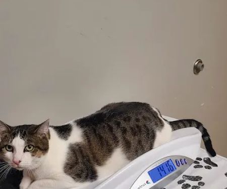 Webster Groves Animal Hospital: Kaufman Kathryn DVM