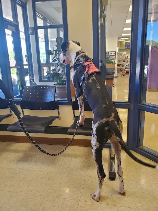 Webster Groves Animal Hospital: Kaufman Kathryn DVM Picture 6