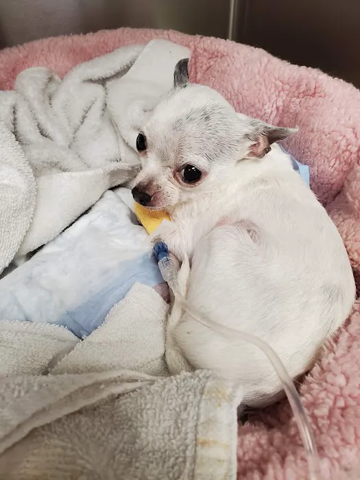 Webster Groves Animal Hospital: Kaufman Kathryn DVM Picture 5