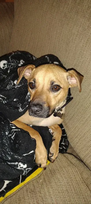 Webster Groves Animal Hospital: Kaufman Kathryn DVM Picture 7