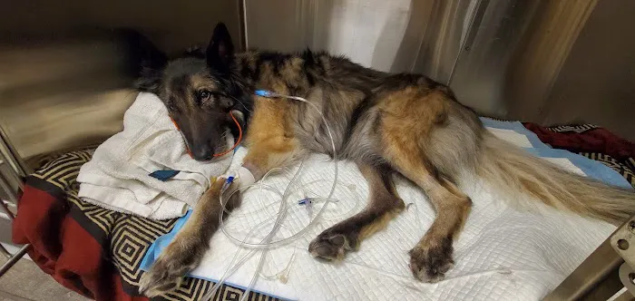 Webster Groves Animal Hospital and Urgent Center Picture 2