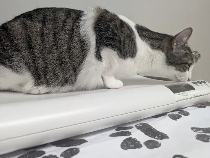 Webster Groves Animal Hospital and Urgent Center Picture 3