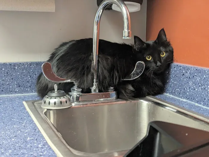 Webster Groves Animal Hospital and Urgent Center Picture 4