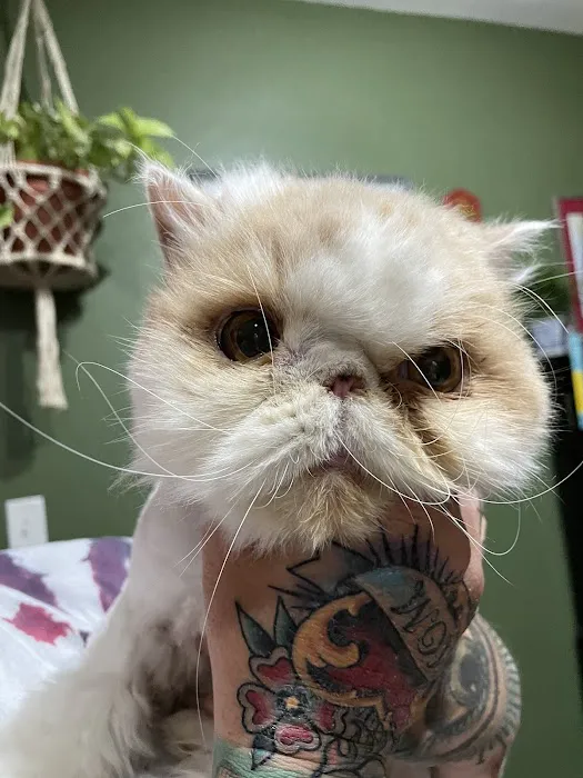 Webster Groves Animal Hospital and Urgent Center Picture 8