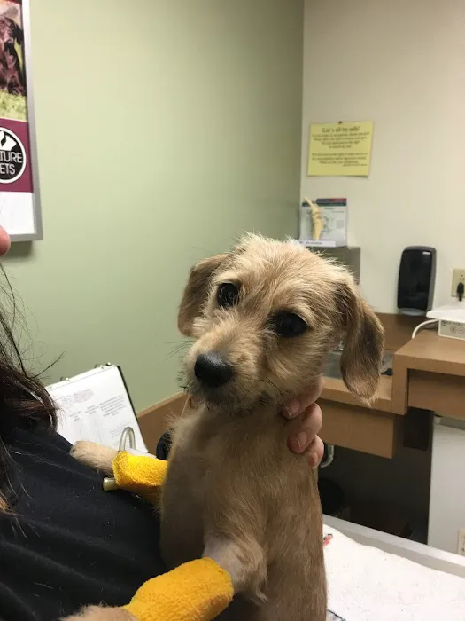 Webster Groves Animal Hospital and Urgent Center Picture 6