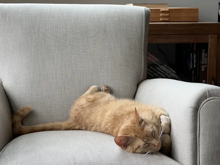 Webster Groves Animal Hospital and Urgent Center Picture 9