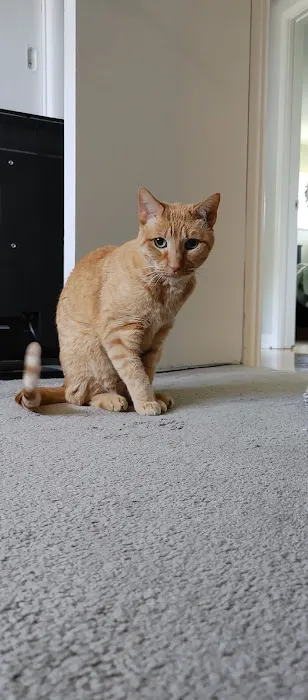 Webster Groves Animal Hospital and Urgent Center Picture 7