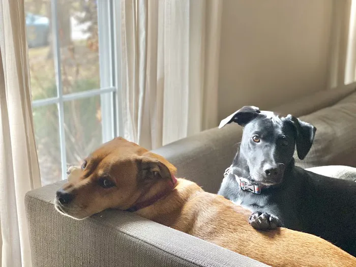 Webster Groves Animal Hospital and Urgent Center Picture 5