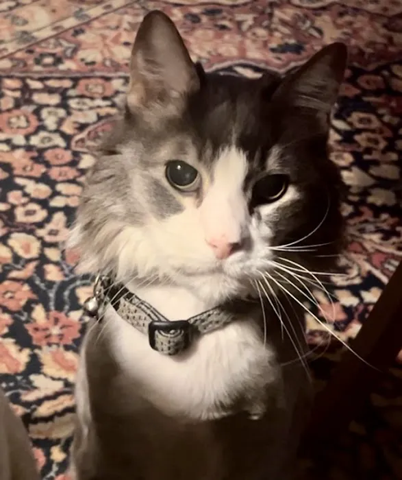 Webster Groves Animal Hospital and Urgent Center Picture 10