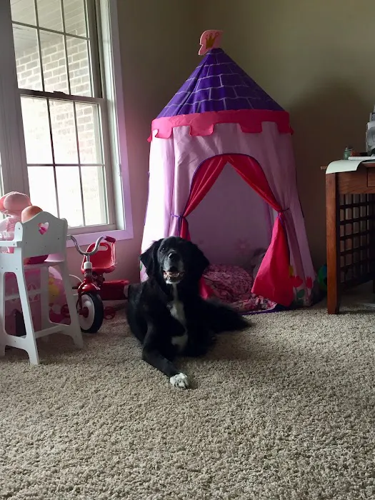 Paws at Home Picture 3