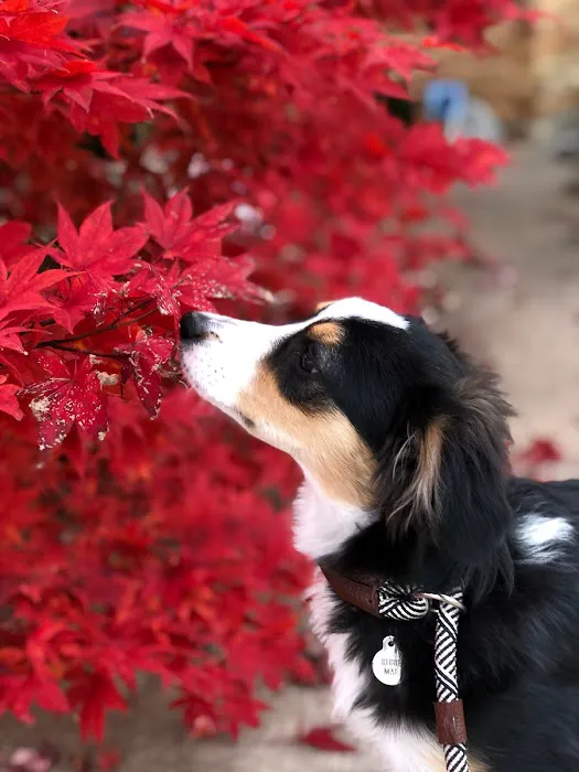 Paws at Home Picture 5