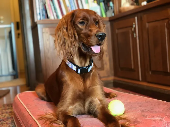 Paws at Home Picture 4