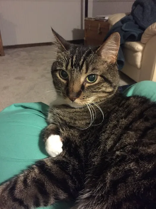 Paws at Home Picture 9