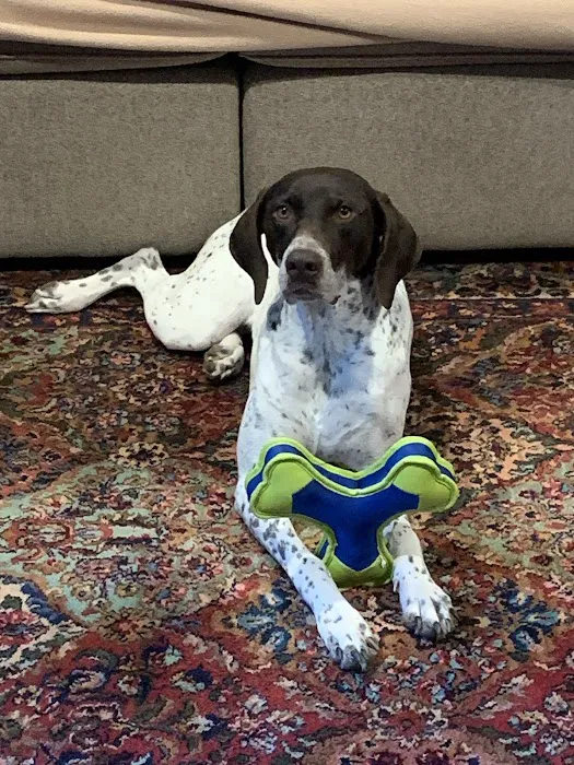 Paws at Home Picture 8