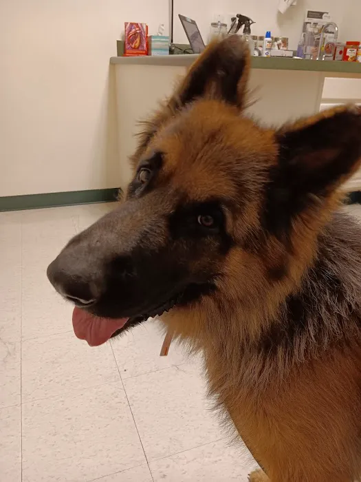 Canton Veterinary Clinic, L.L.C. Picture 3