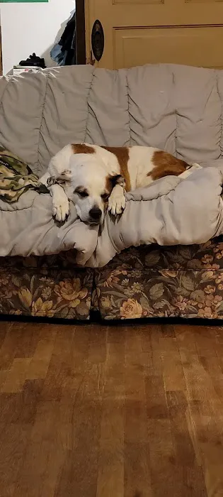 Canton Veterinary Clinic, L.L.C. Picture 4