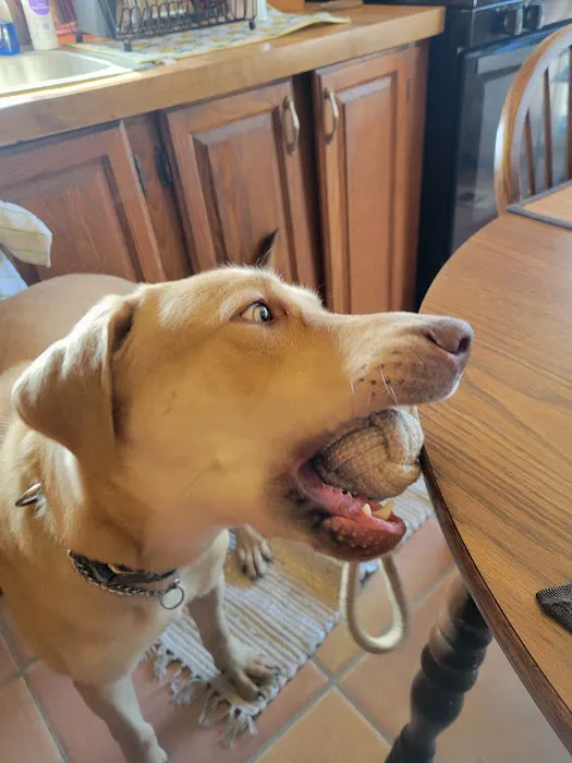 Canton Veterinary Clinic, L.L.C. Picture 1