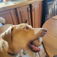 Canton Veterinary Clinic, L.L.C. ico