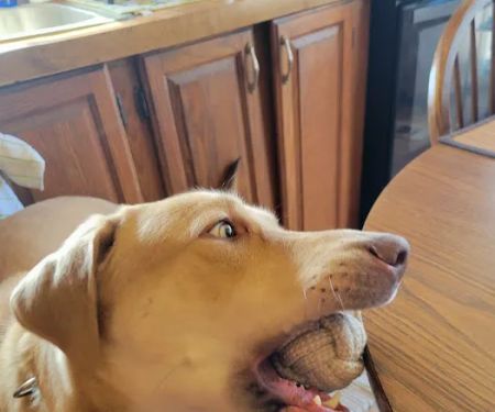 Canton Veterinary Clinic, L.L.C.