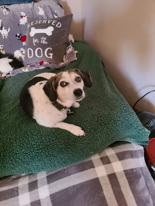 Canton Veterinary Clinic, L.L.C. Picture 9