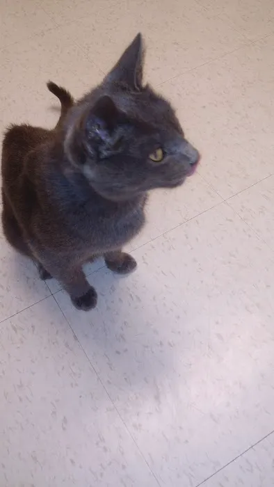 Canton Veterinary Clinic, L.L.C. Picture 6